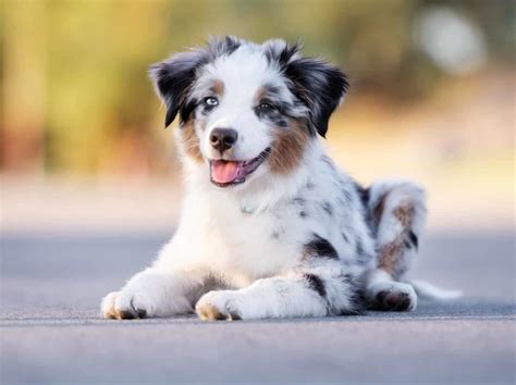 A Dog.